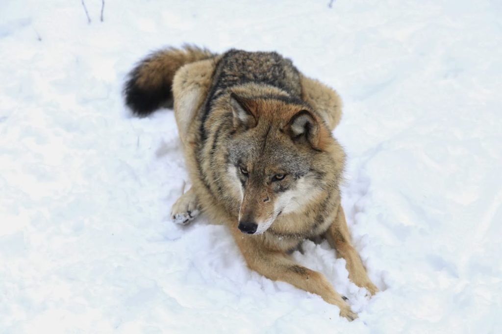 Wolf pack (by Anne flore Tarnaud