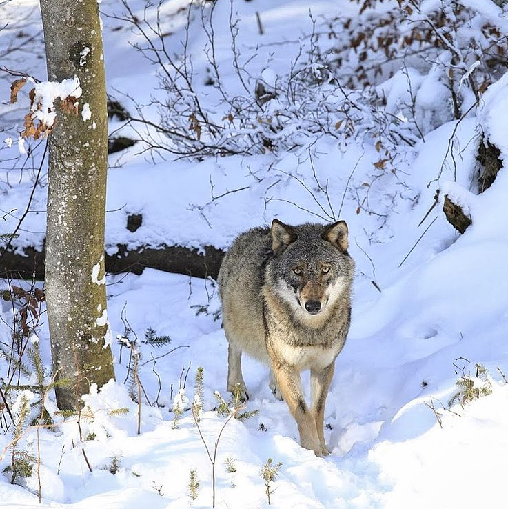 Wolf pack (by Anne flore Tarnaud)