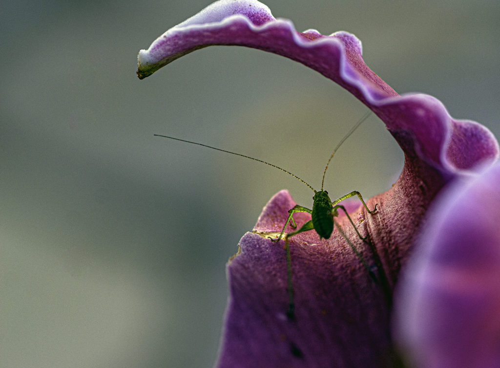 vers l'horizon- Annie Kriz