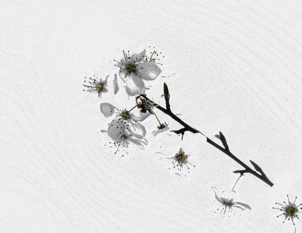 Prunier printanier - Annie Kriz