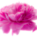 Philippe S